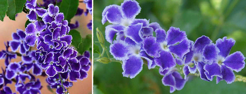 Duranta repens